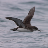 Fluttering Shearwater